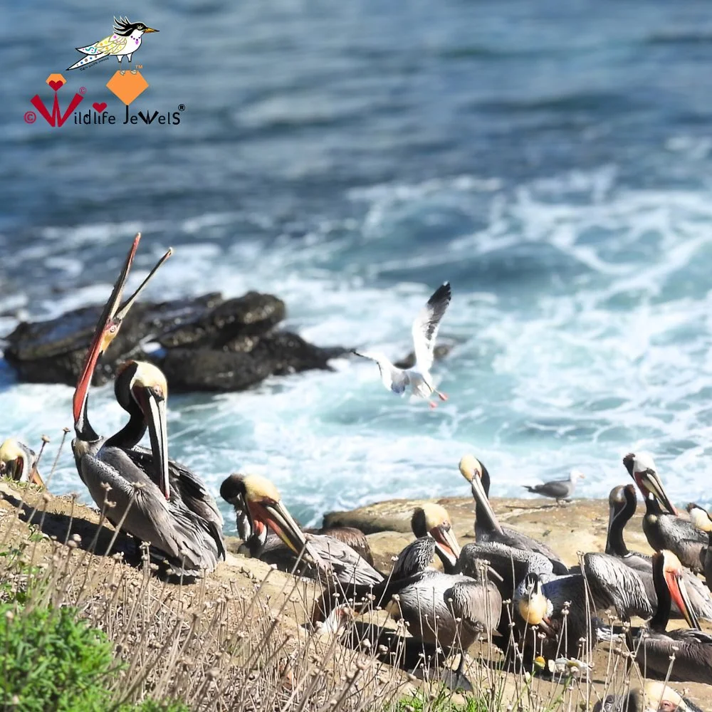 © Wildlife Jewels Bird Day La Jolla 2026-07.jpg