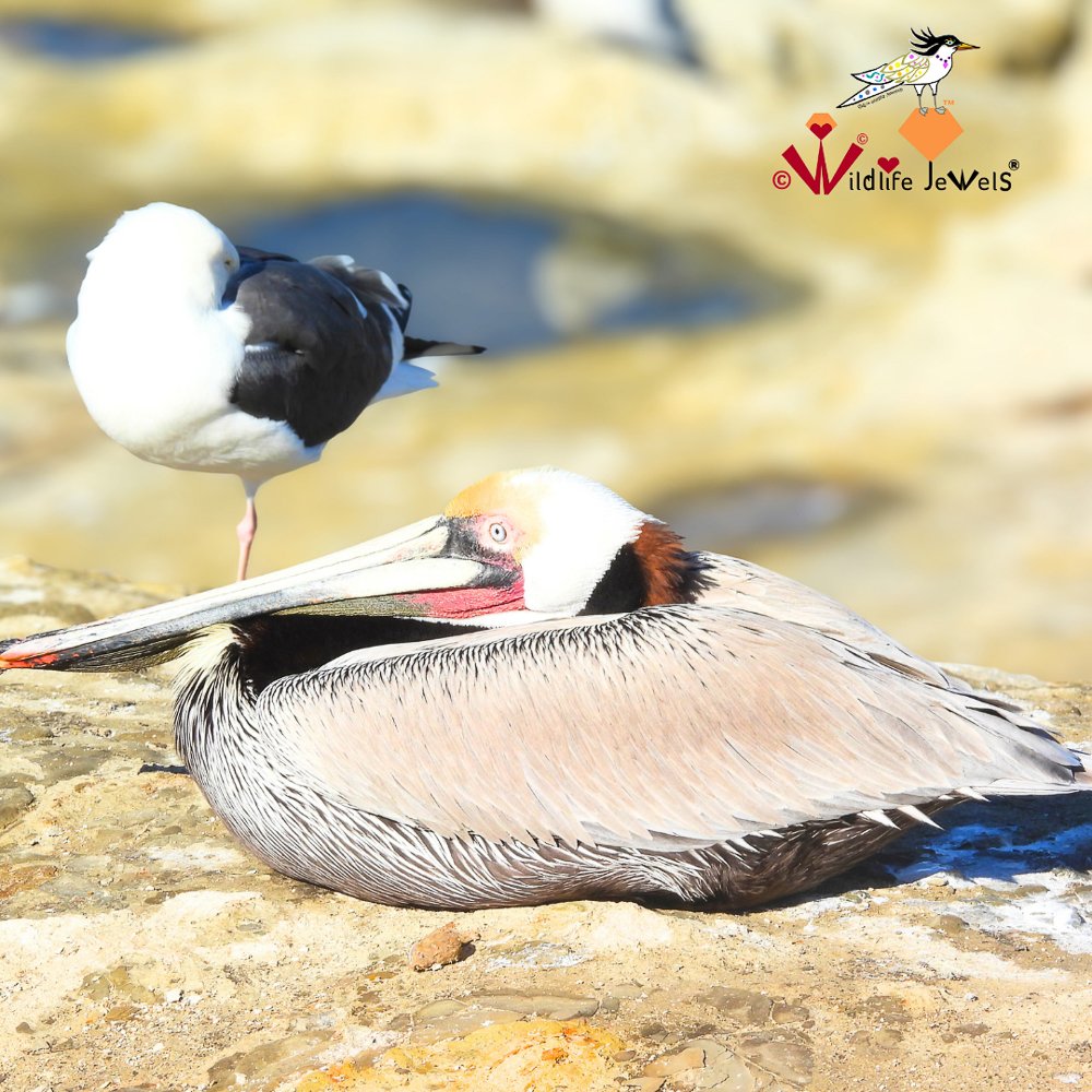 © Wildlife Jewels Bird Day La Jolla 2026-06.jpg