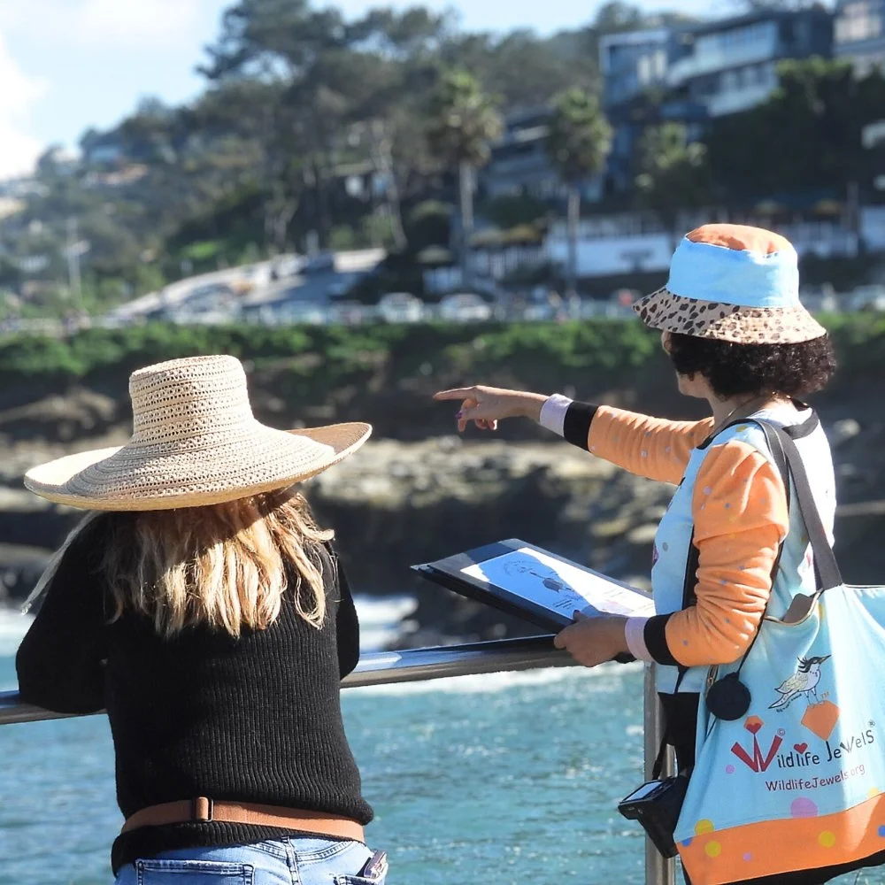 © Wildlife Jewels Bird Day La Jolla 2026-08.jpg