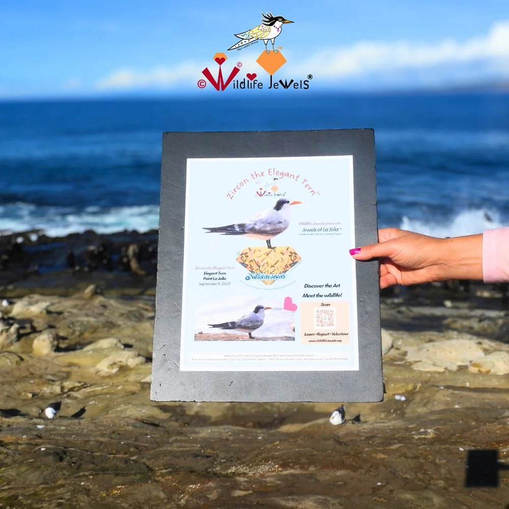 © Wildlife Jewels Bird Day La Jolla 2026-05.jpg