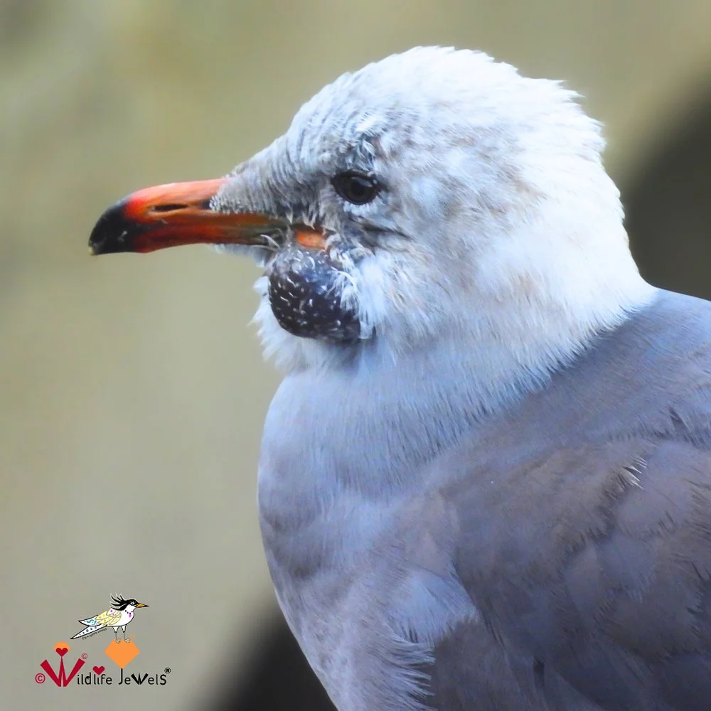 © Wildlife Jewels Bird Day La Jolla 2026-2.jpg