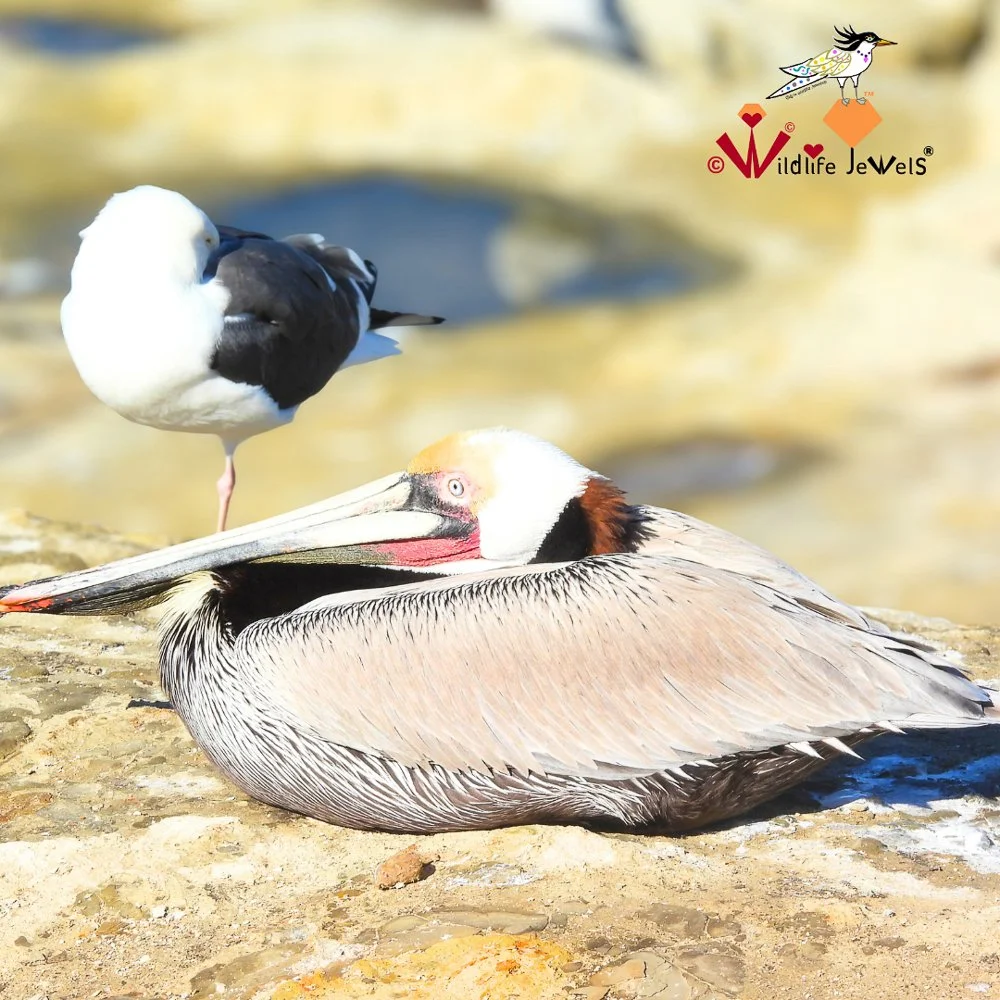 © Wildlife Jewels Bird Day La Jolla 2026-06.jpg