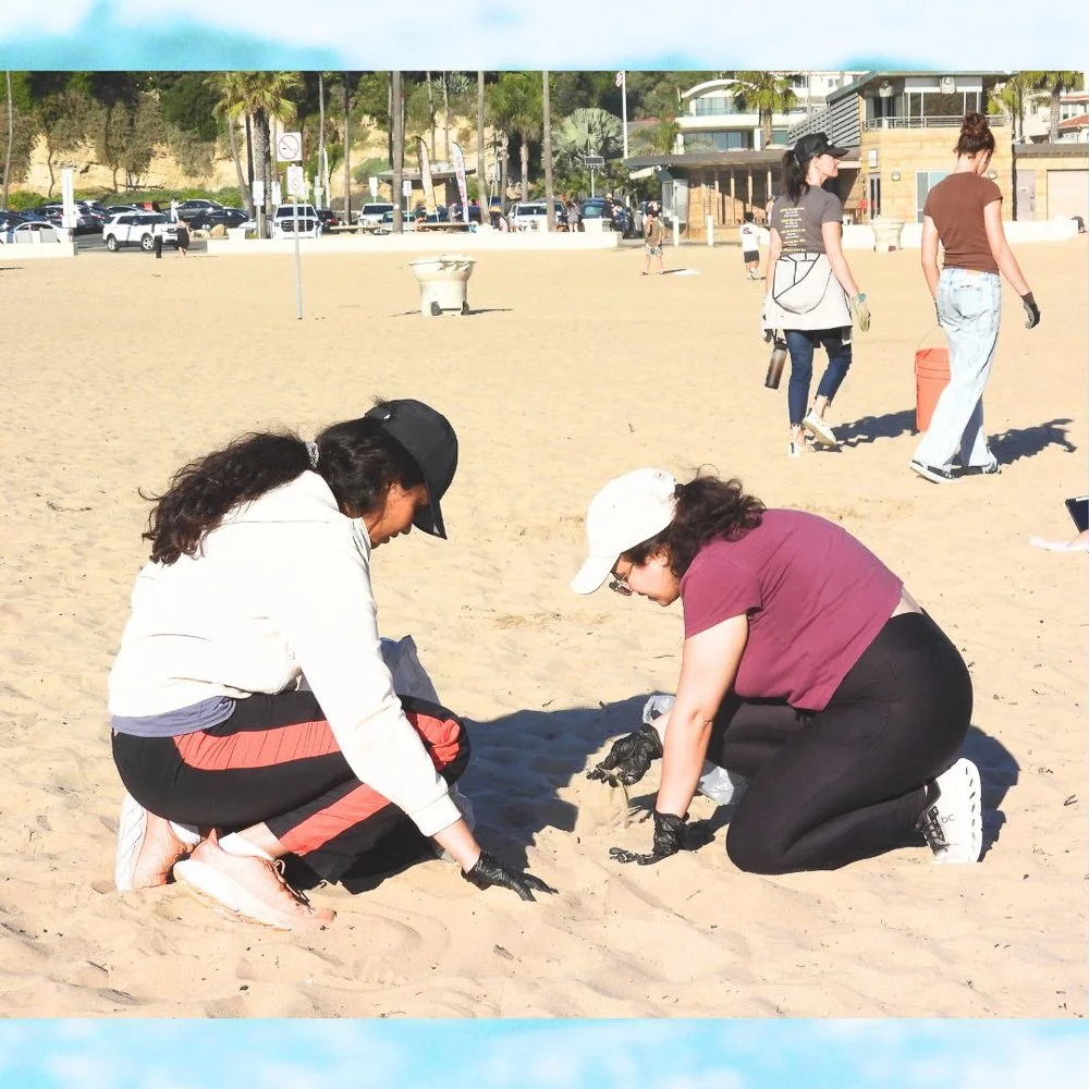 © Wildlife Jewels Sweep CDM Jan 2026-05.jpg