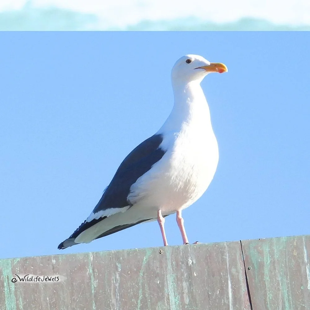 © Wildlife Jewels Sweep CDM Jan 2026-11.jpg