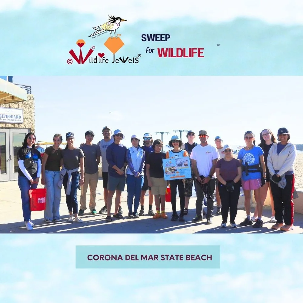 Event Recap: Wildlife Jewels’ New Year Sweep for Wildlife at Corona del Mar State Beach