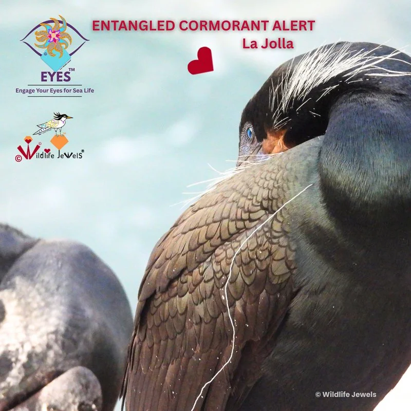 EYES Spotlight: Two Entangled Brandt’s Cormorants Spotted at La Jolla Cove 