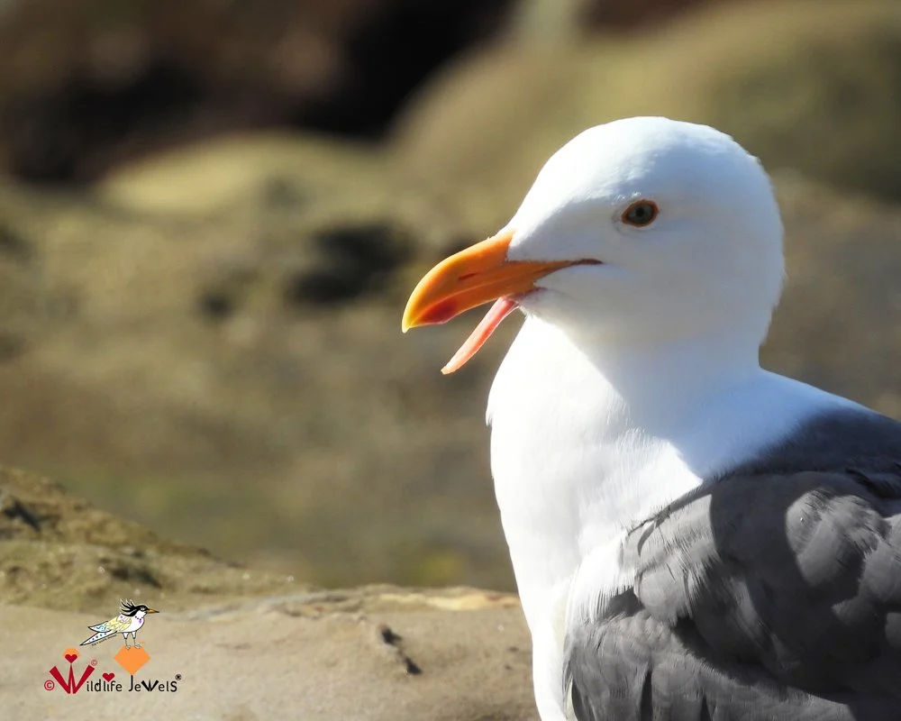 Wildlife Jewels EYES Field Day-23.jpg