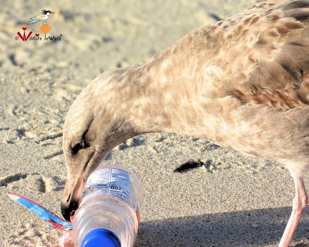 Wildlife Jewels EYES Field Day-22.jpg