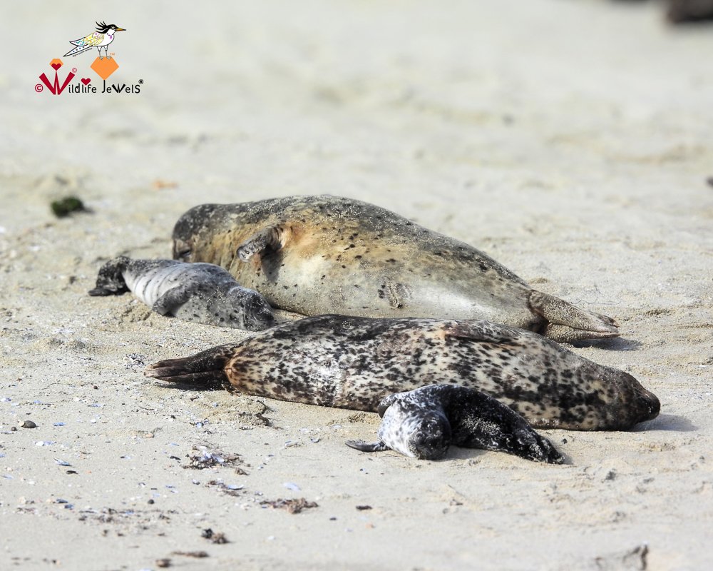 Wildlife Jewels EYES Field Day-21.jpg