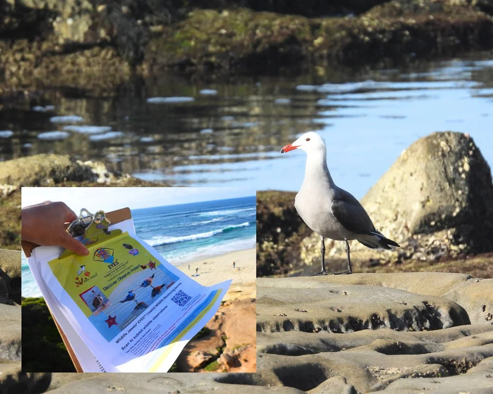 Wildlife Jewels EYES Field Day-10.jpg