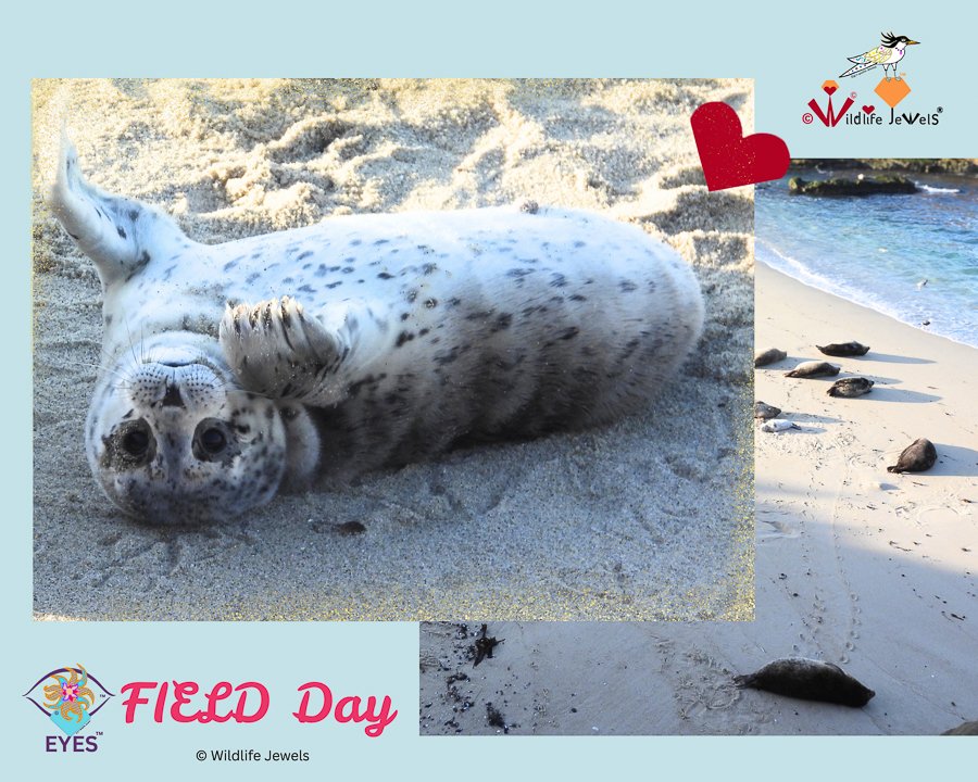 Wildlife Jewels EYES FIELD DAY FEB 26-14.jpg