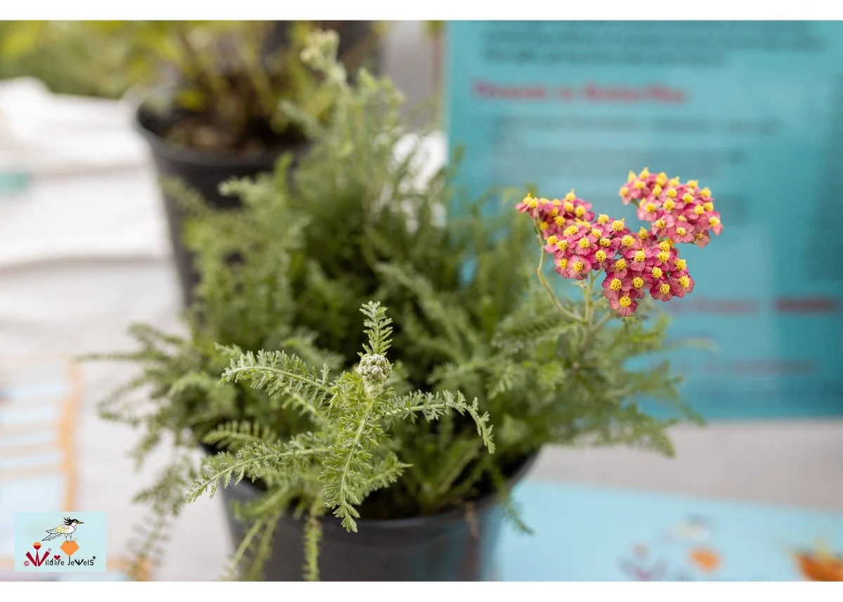 Wildlife Jewels World Wildlife Day NB-104.jpg