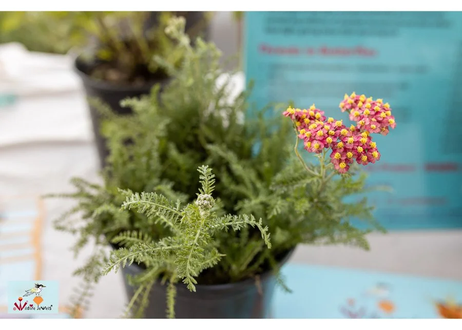 Wildlife Jewels World Wildlife Day NB-261.jpg