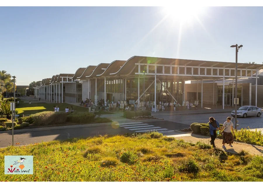 Wildlife Jewels World Wildlife Day NB-277.jpg