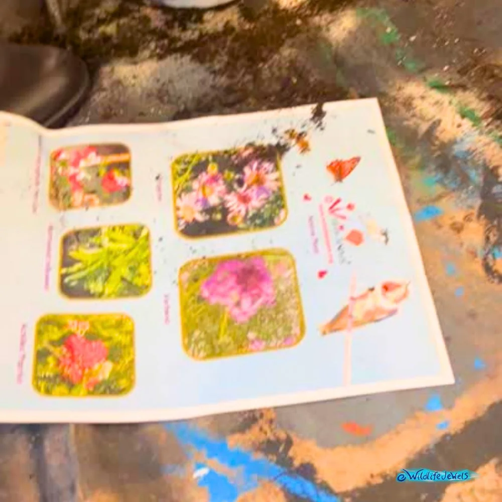 Wildlife Jewels-PacificRidgeSchool-Tri2-2025-14.jpg