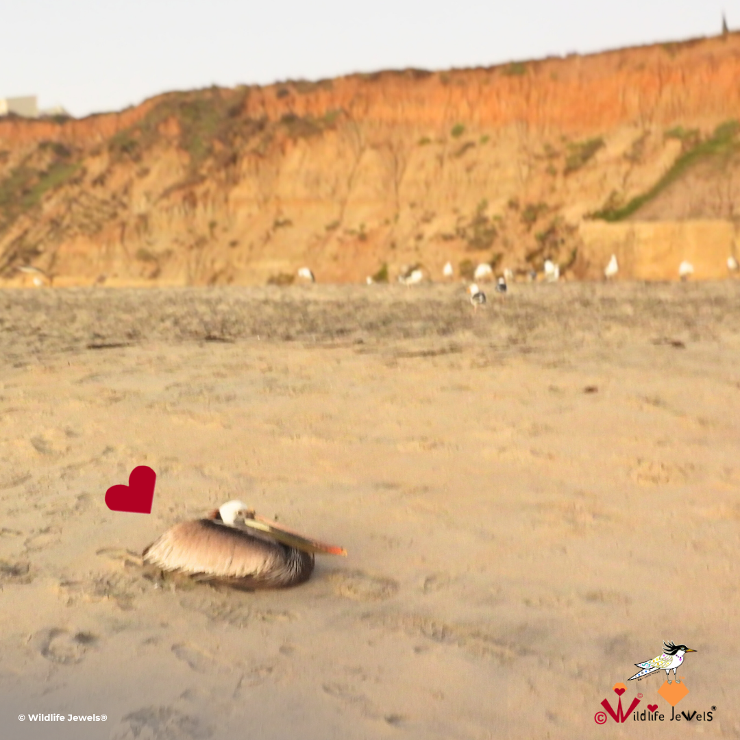 Wildlife Jewels Pelican Rescue March 19, 2026 SB-2.png