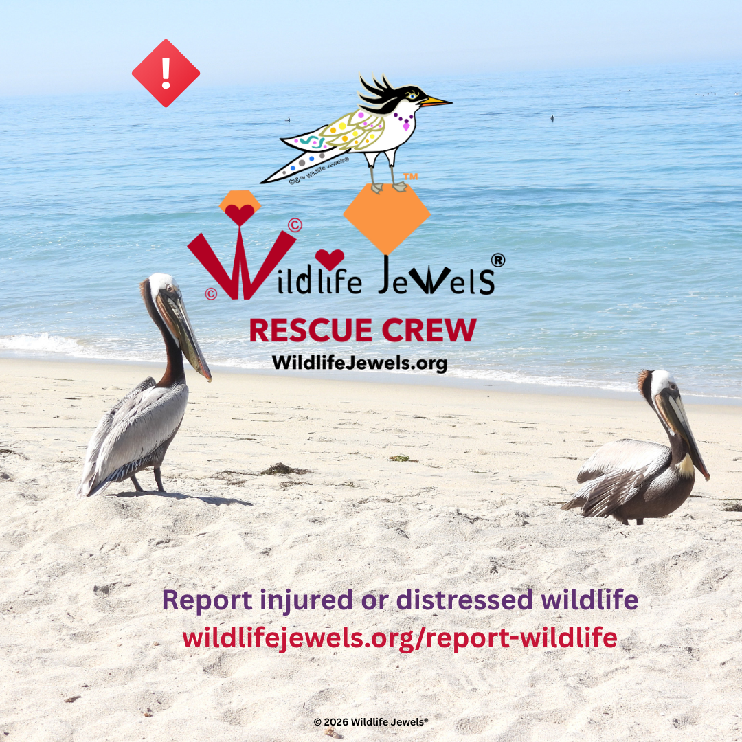 Wildlife Jewels Pelican Rescue March 19, 2026 SB-1.png