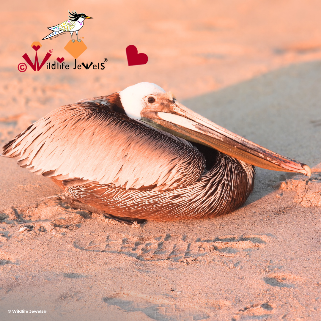 🚨 California Brown Pelicans need your help