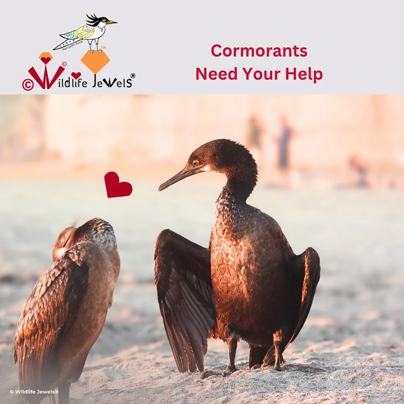 🚨 Cormorants need your help 