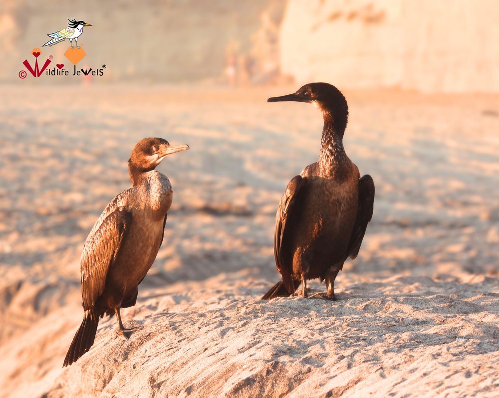 Wildlife Jewels Solana Beach-3.jpg