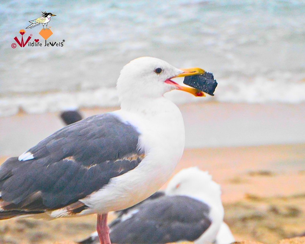 Wildlife Jewels Solana Beach-4.jpg