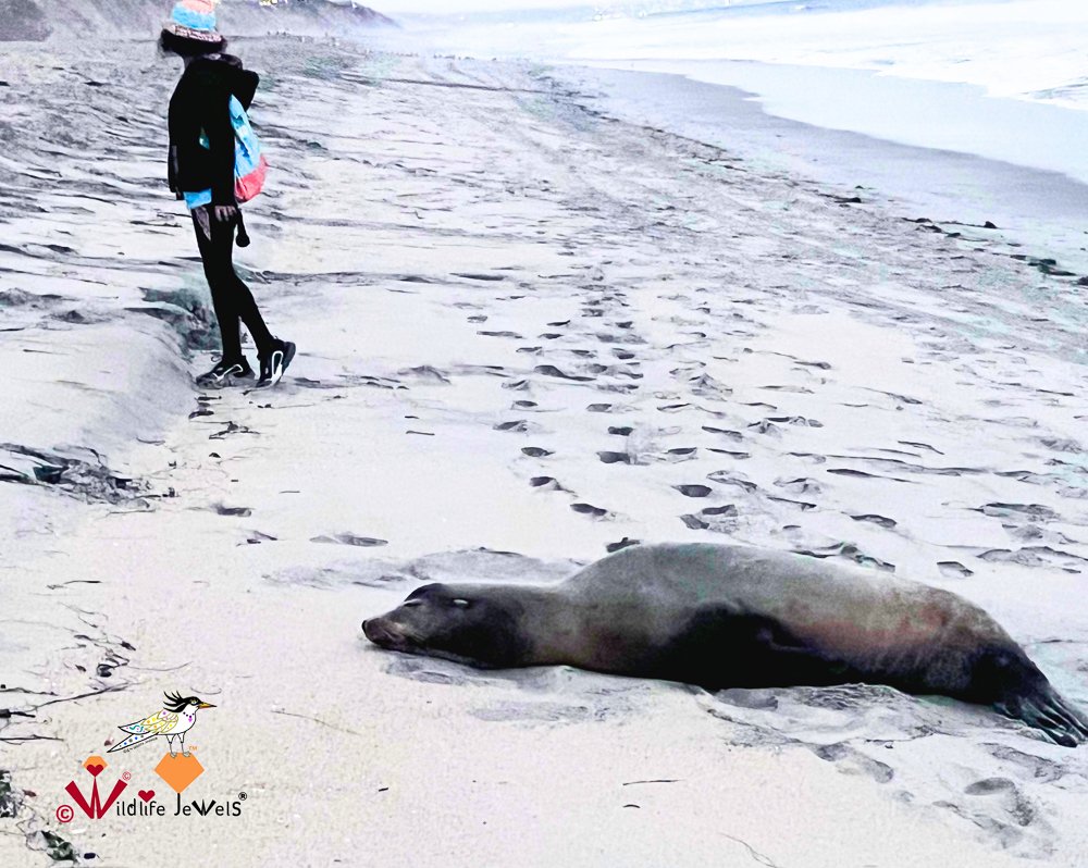 Wildlife Jewels Solana Beach-2.jpg