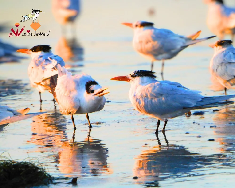 Wildlife Jewels Solana Beach-1.jpg