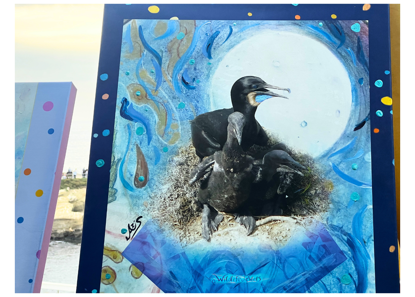 Wildlife Jewels La Jolla Cove April 9 2026-23.png