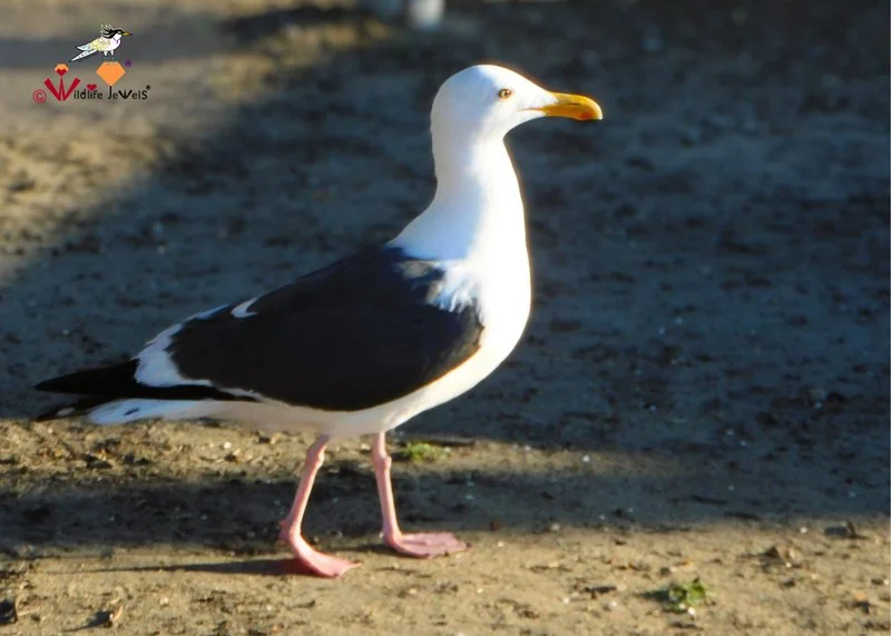 Wildlife Jewels La Jolla-02.jpg