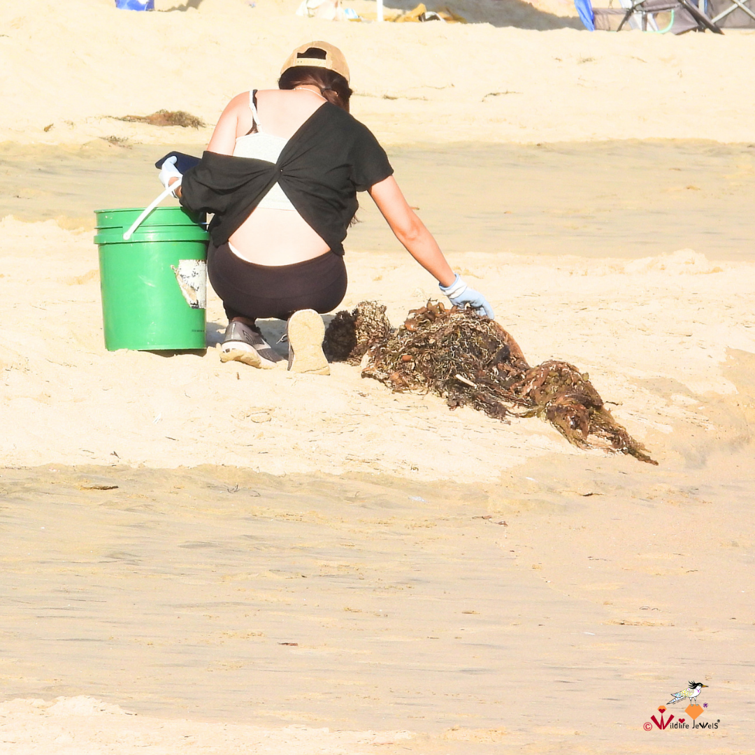 Wildlife Jewels  Earth Day CDM Cleanup 2026-13.png
