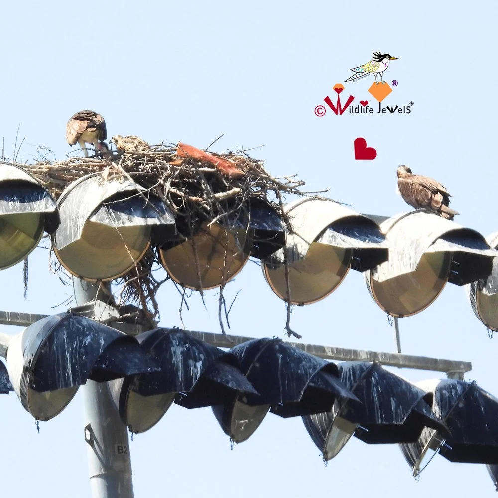Wildlife Jewels 2026-05_MothersDay_Osprey_Post-2.jpg