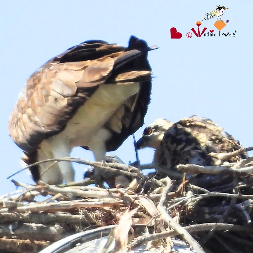 Wildlife Jewels 2026-05_MothersDay_Osprey_Post-3.jpg
