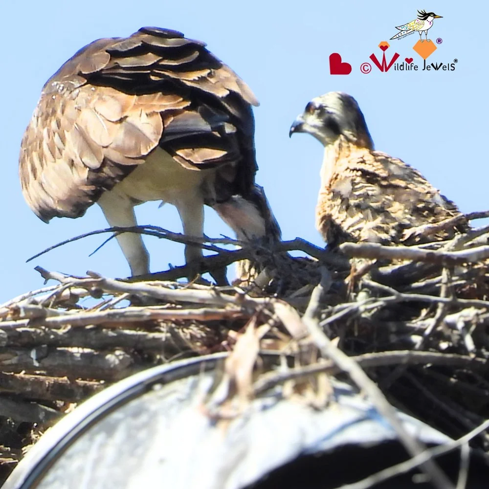 A Magical Osprey Family Moment in Carlsbad | Wildlife Jewels