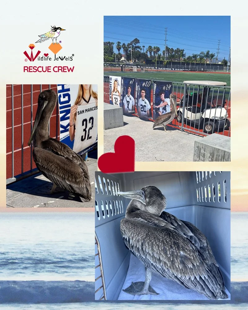 Wildlife Jewels Rescue-1-2.jpg
