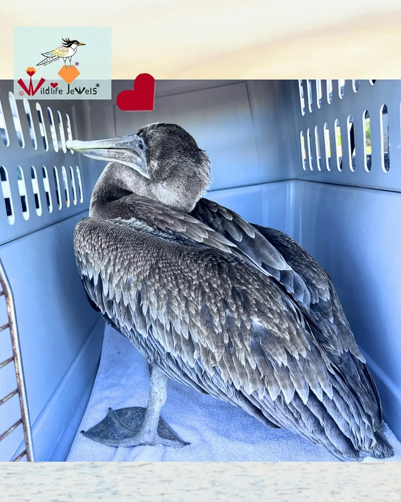 Wildlife Jewels Rescue-09.jpg