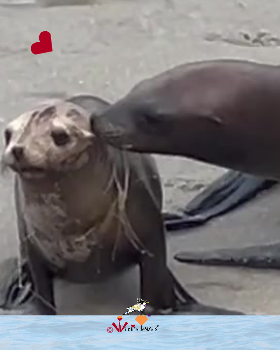 Young Sea Lion Rescued From Dangerous Fishing Line Entanglement in La Jolla