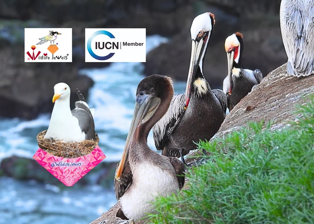Wildlife Jewels Joins IUCN as New Member