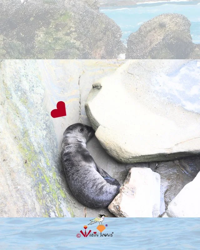 Lone Newborn Sea Lion Pup Spotted at La Jolla Shoreline