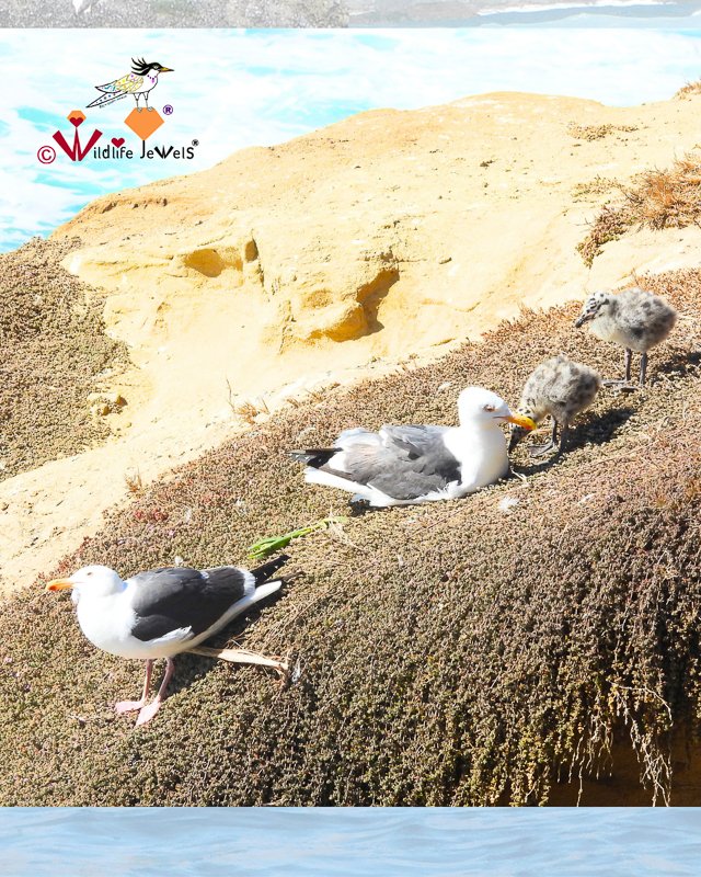 Western Gull Parents Protect Chicks on La Jolla Cliffs