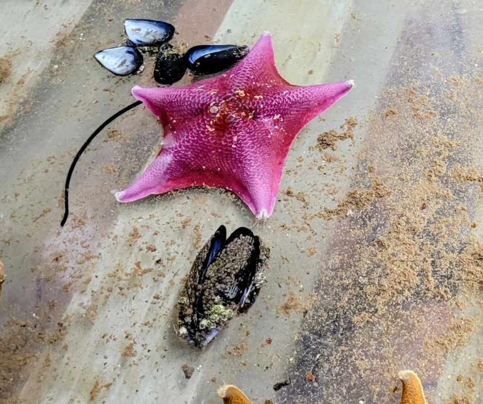 Wildlife Jewels Art of Newport Beach-74.png