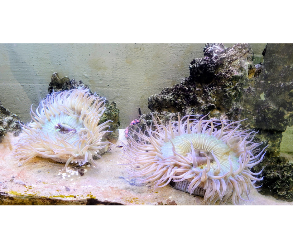Wildlife Jewels Art of Newport Beach-75.png