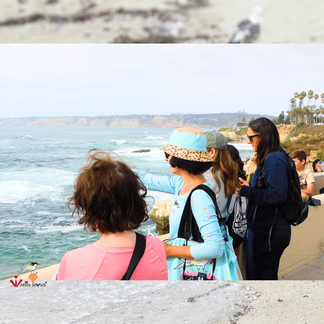 Wildlife Jewels EYES Wildlife Walk La Jolla-7.png