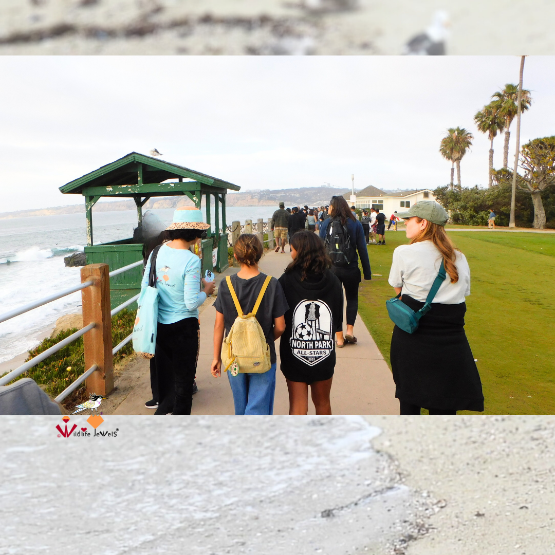 Wildlife Jewels EYES Wildlife Walk La Jolla-6.png