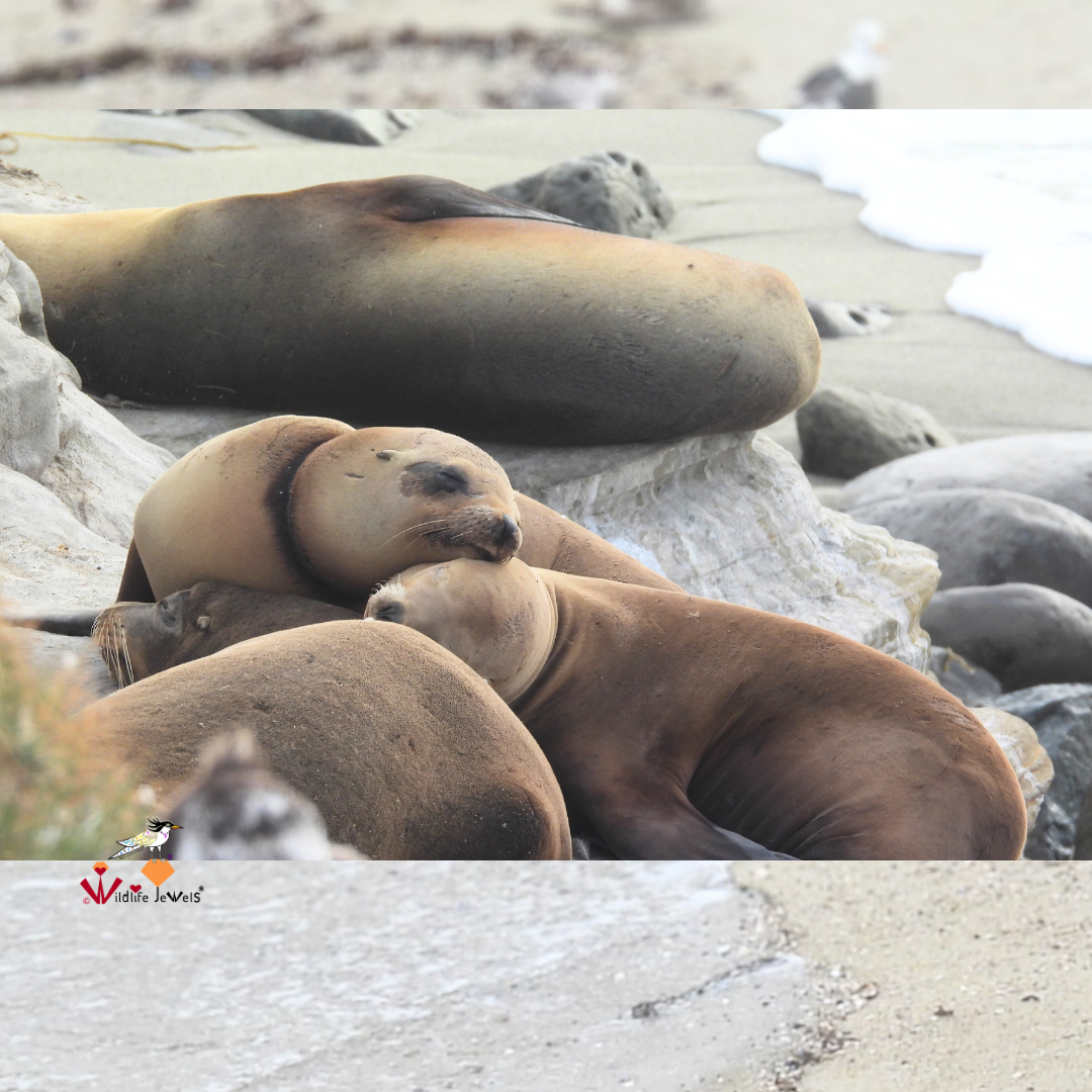 Wildlife Jewels EYES Wildlife Walk La Jolla-5.png