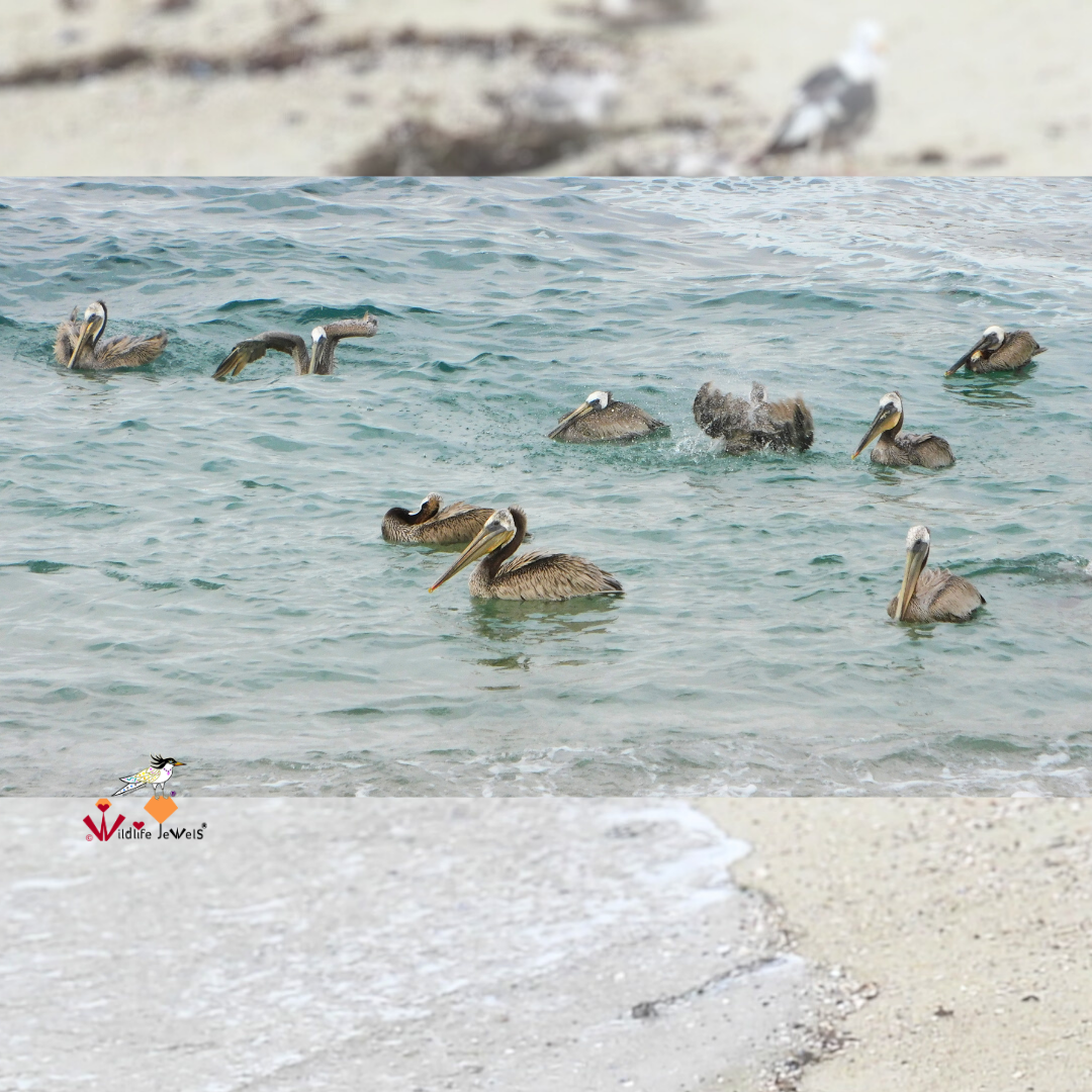 Wildlife Jewels EYES Wildlife Walk La Jolla-4.png