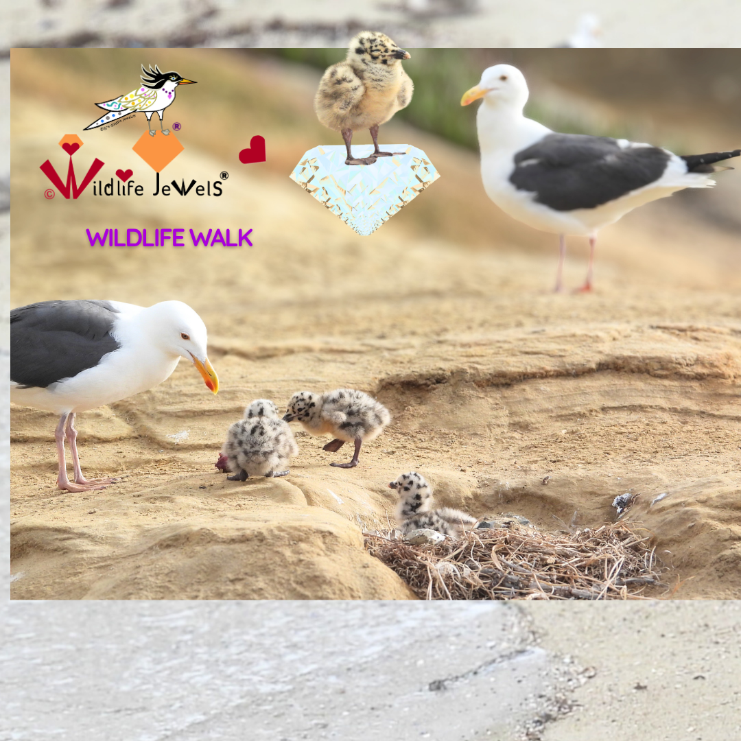 Wildlife Jewels EYES Wildlife Walk La Jolla-1.png