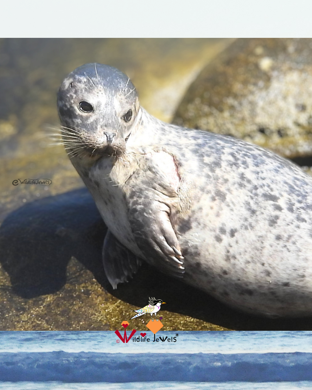 Wildlife Jewels Urges Space for an Injured Harbor Seal Pup at Children’s Pool