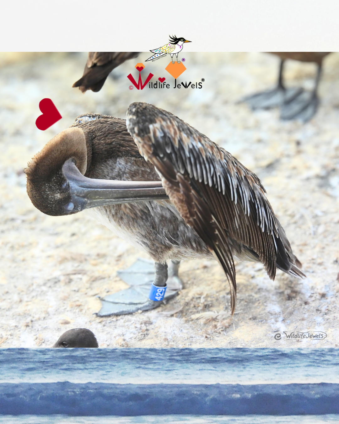 Blue-Banded Pelican 429: A Wildlife Rescue Success Story at Point La Jolla