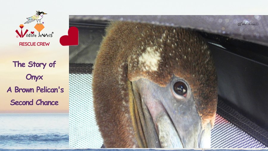 A Second Chance for an Entangled Brown Pelican