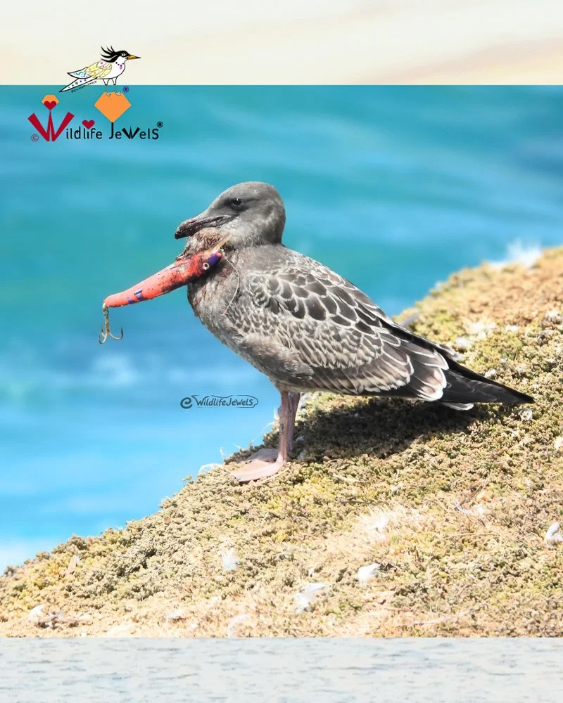 Young Western Gull Entangled in Fishing Gear in La Jolla | Wildlife Jewels